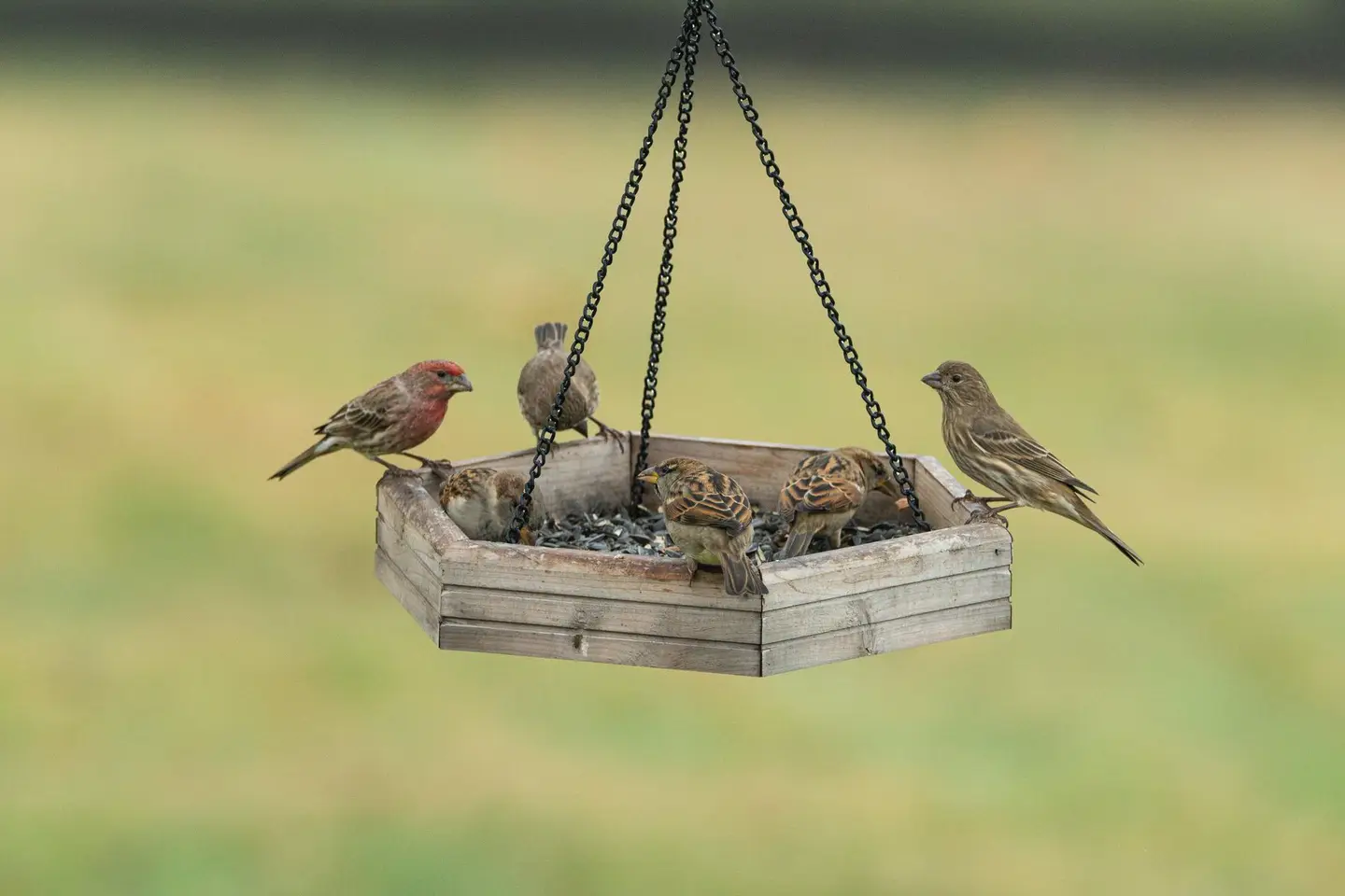 Finished wooden bird feeders made in the workshop