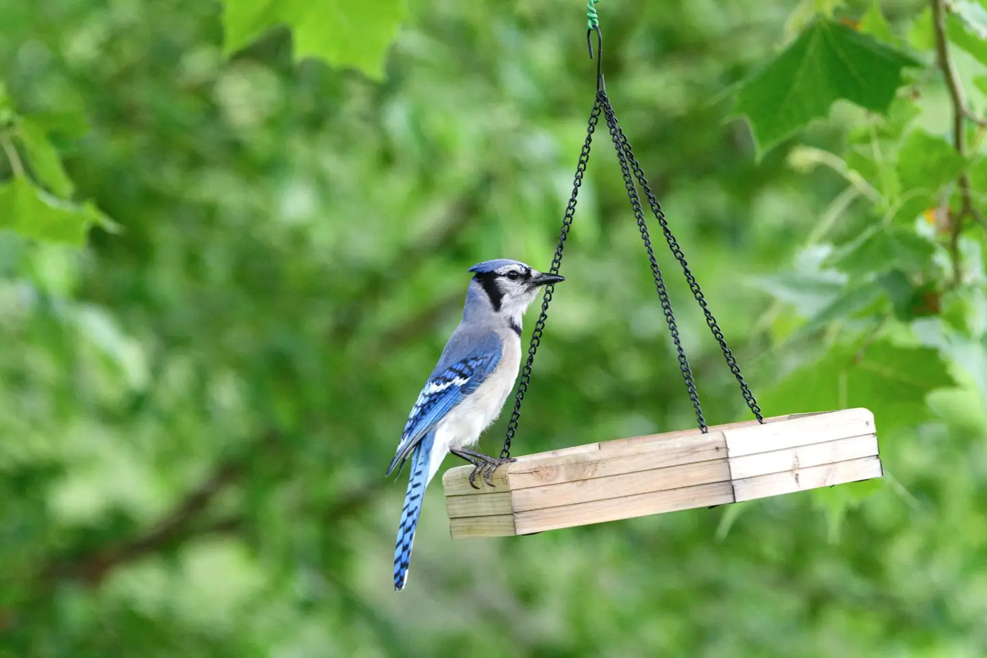 Close view of the joinery and finish on a wooden feeder