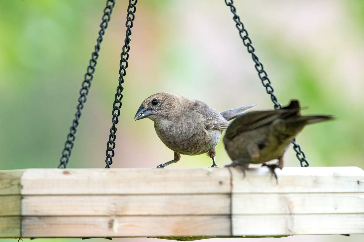 A bird feeder being hand-packed for delivery