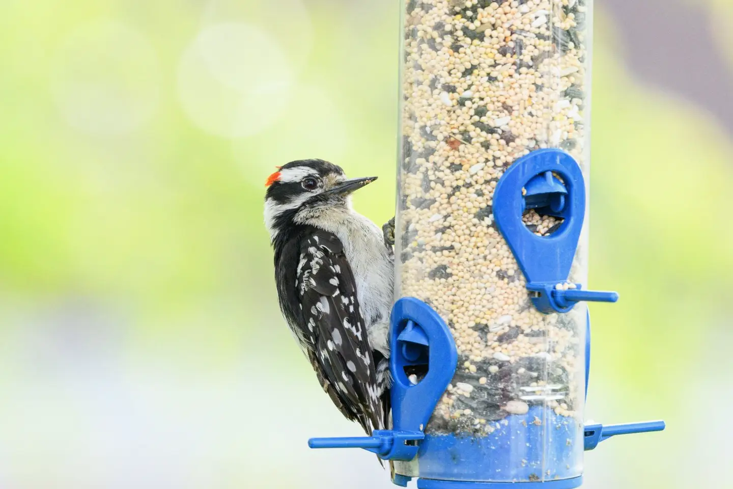 Birds visiting a handmade wooden feeder